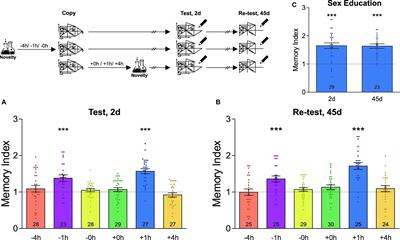 Novelty Improves the Formation and Persistence of Memory in a Naturalistic School Scenario